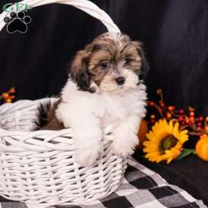 Ted, Teddy Bear Puppy
